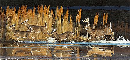 Running Wild