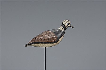 Ruddy Turnstone