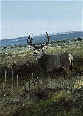 Through the Sage, Mule Deer