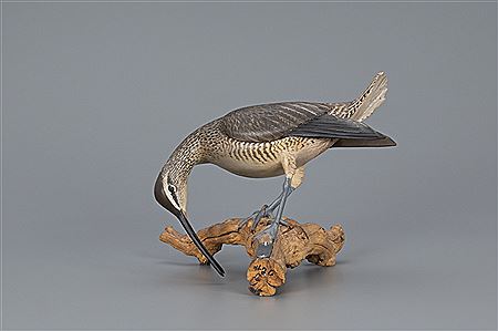 Feeding Hudsonian Curlew