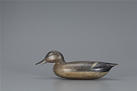 Swimming Gadwall