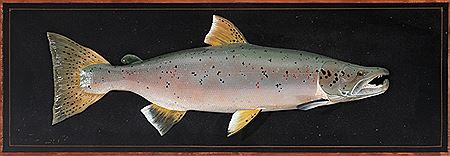 Atlantic Salmon