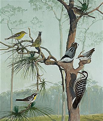 Birds of the Pine Woods