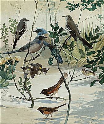 Birds of the Scrub