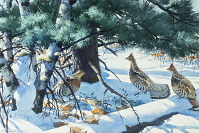 Grouse on a Winter Morning