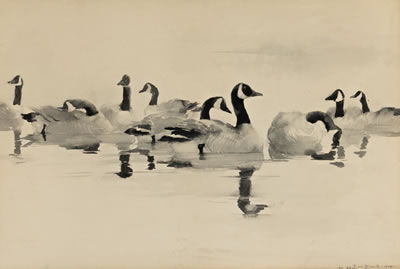 Canada Geese