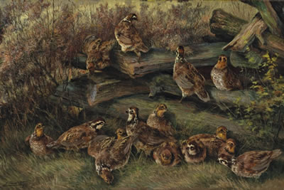 Covey of Quail