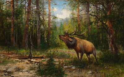Bugling Elk