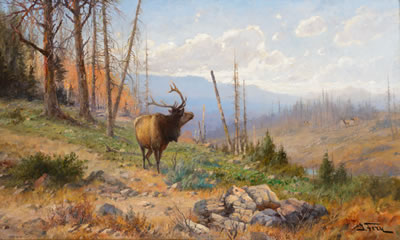 Herd Bull