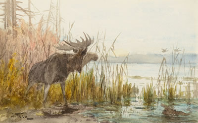 Moose – Lake MacDonald; Happy New Year (pair)