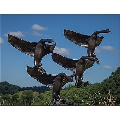 Swans landing