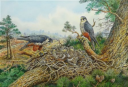Hobby Falcons and their Young