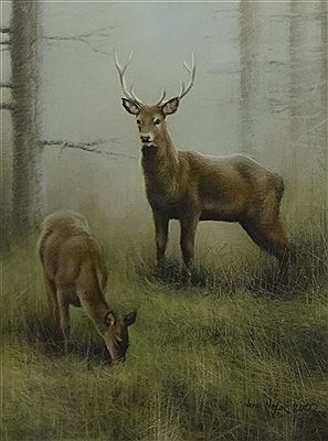 STAG AND DOE IN WOODLAND