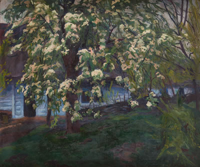 Blossoming pear tree