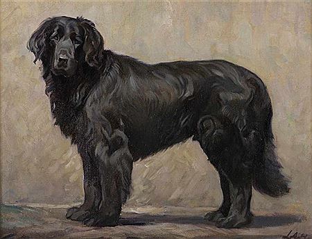 Flat Coated Retriever