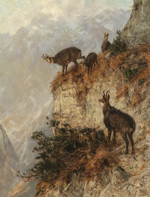 Chamois in the Mountains