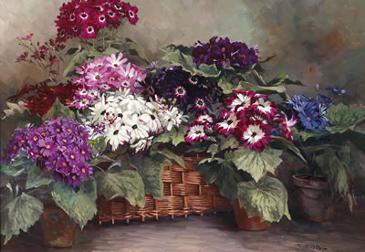 Florist’s Cinerarias (Pericallis Senetti)