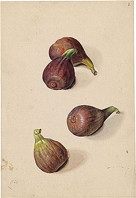 Studienblatt mit vier Feigen by Franz Blaschek - Auction record, sale price, and art valuation. Compare with similar artists and explore comparable artworks.