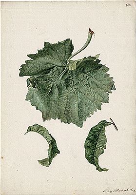 Studienblatt mit Weinlaub by Franz Blaschek - Auction record, sale price, and art valuation. Compare with similar artists and explore comparable artworks.