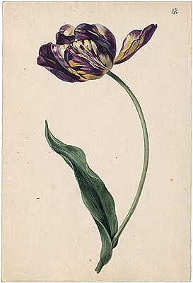 Violett-gelb geflammte Tulpe