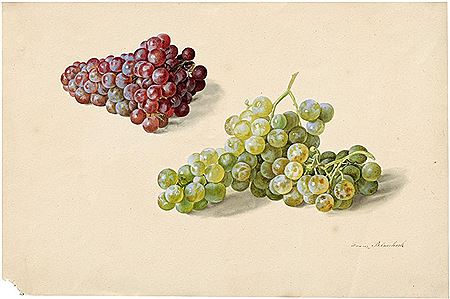 Rote und grüne Trauben