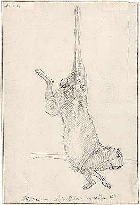Study sheet with hare