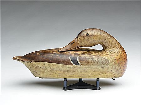 Rare preening mallard hen