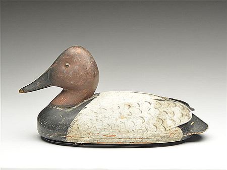 Classic canvasback drake