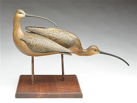 Large pair of sickle billed curlew