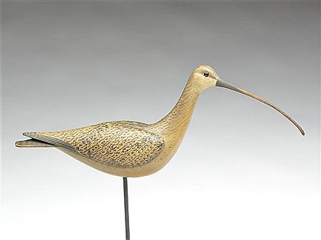 Long billed curlew