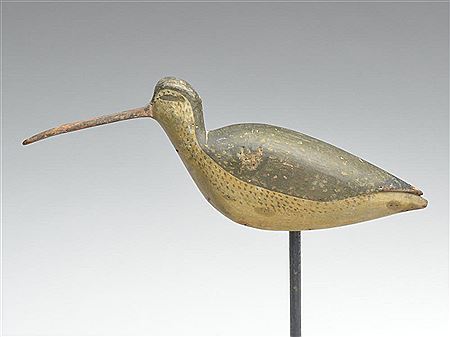 Rare curlew