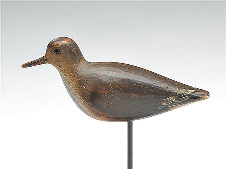 Golden plover in transitional plumage