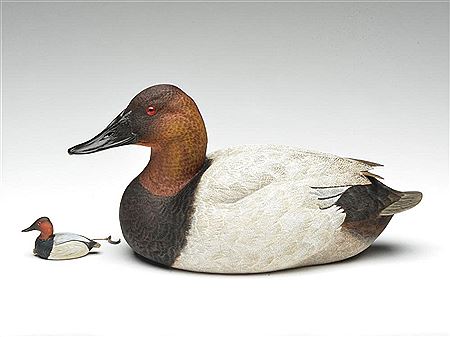 Canvasback drake and miniature canvasback drake