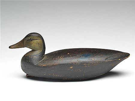 Excellent black duck