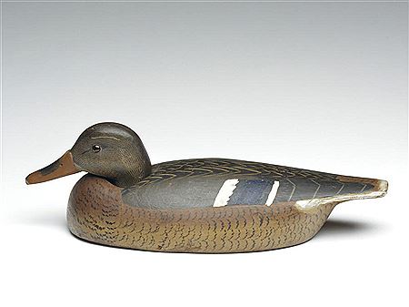 Mallard hen