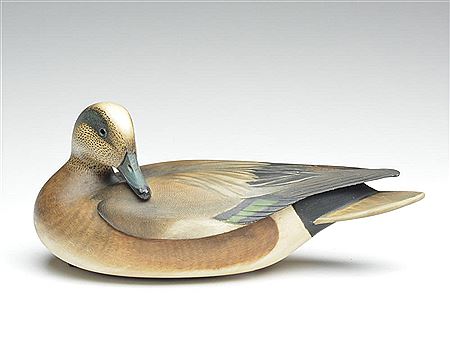 Widgeon drake