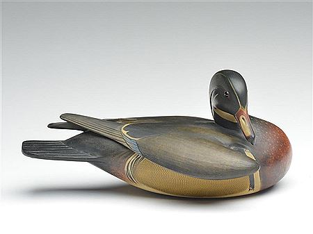 Preening wood duck drake