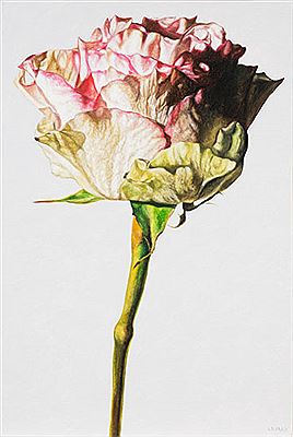 White & Pink Rose