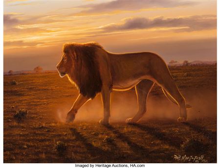 Lion in South Africa