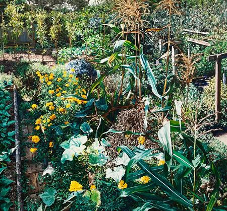 Marigolds & Sweet Corn