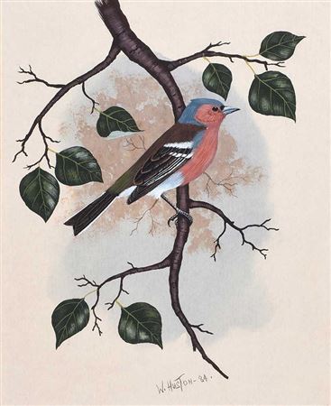 Bird Study