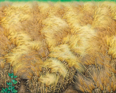 Golden Barley Field - Swaying in the Wind I