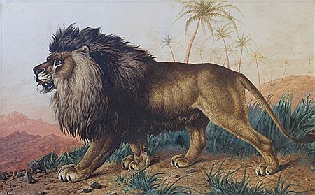 LION; TIGER (2)