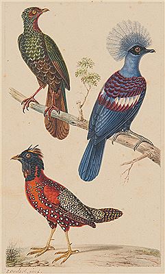 Penelope obscura Penelope yacouhou - Dusky - Legged Guan (Guan aux jambes sombres). by Paul Louis Oudart - Auction record, sale price, and art valuation. Compare with similar artists and explore comparable artworks.