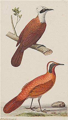 Garrulax leucolophus. Garrulaxe à huppe blanche. Whitecrested laughinthrush. Mesite unicolor mâle. Mésite brun mâle. Brown mesite. by Paul Louis Oudart - Auction record, sale price, and art valuation. Compare with similar artists and explore comparable artworks.