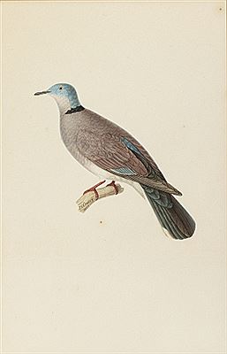 Colombe violette