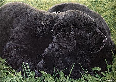 Dreamin' About Ducks