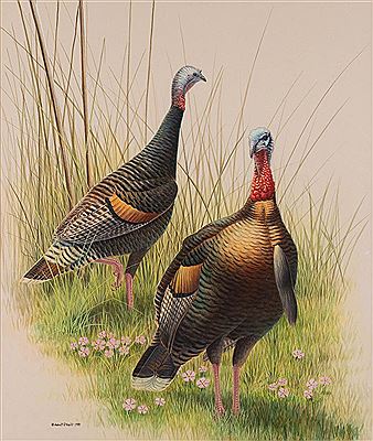 Turkeys