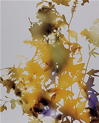 009 by James Welling - Auction record, sale price, and art valuation. Compare with similar artists and explore comparable artworks.