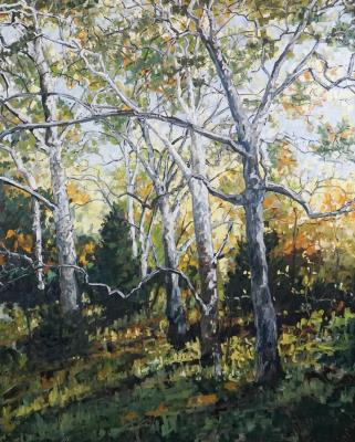 Sycamore Woods